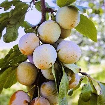 Prunus domestica Oulinská 125/150 cm, podnož MY,