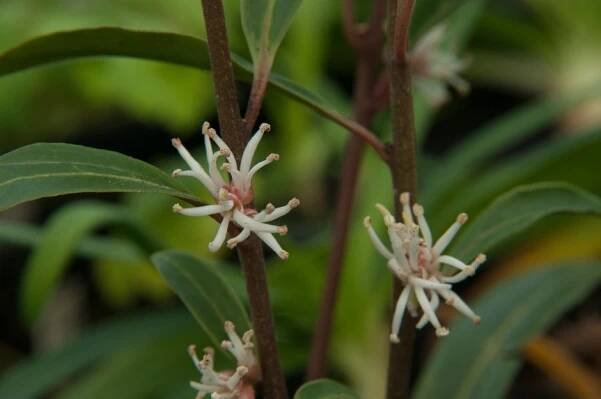 Plants for encouraging pollinators in small spaces / RHS 