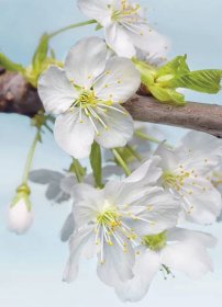 KOMR 330-2 XXL Vliesová fototapeta Komar - Blossom - Třešňové květy - poupata, velikost 184x248 cm
