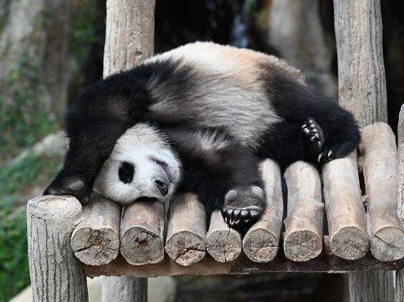 Obrázek - Ailuropoda melanoleuca (panda velká) | BioLib.cz