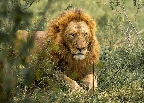 Základová fotografie na téma africký lev, afrika, afrika safari, arusha, biodiverzity, chlupatá hříva, denní světlo, divočina