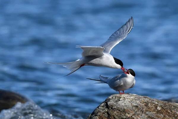 30 Arctic Birds and Seabirds - Top Facts, Places, Habits - Poseidon Expeditions