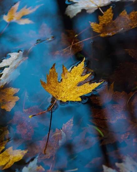 Bright yellow maple leaf floating on blue water