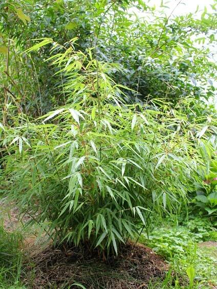 Fargesia murielae - Cold-hardy.com