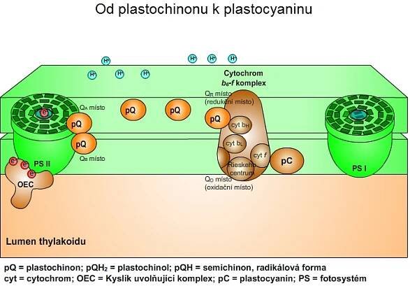 Od plastochinonu k plastocyaninu