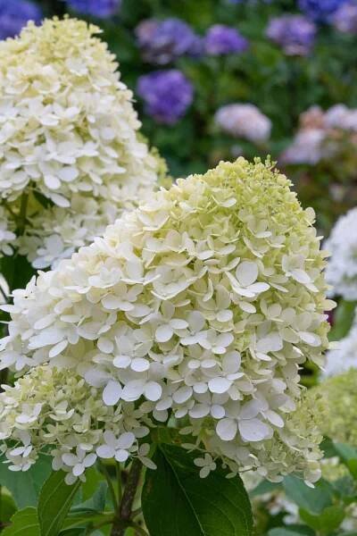 Little Lime® Hydrangea Shrub (Hydrangea paniculata ‘Jane’) flowers