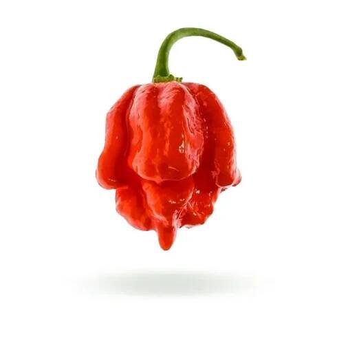 Trinidad Moruga Scorpion semienka