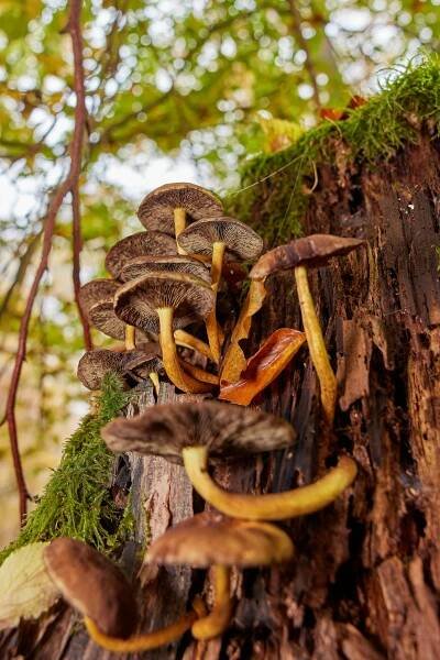 Základová fotografie na téma biodiverzity, botanický, detail, divočina, dřevěné textury, dřevo, ekologie, flóra, fotografie