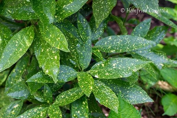Immergrüne japanische Aucube oder Metzgerpalme (Aucuba japonica) 'Variegata' mit fein gesprenkelten Blättern.
