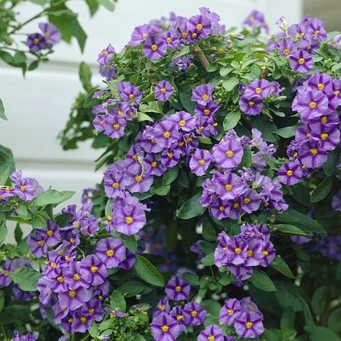 rostlina, Solanum rantonnetii, Blau, lilek modrý, řez, tvarování