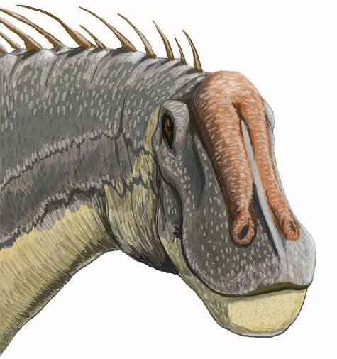 Soubor:Dicreosaurus headDB.jpg