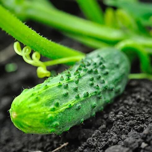 how to grow cucumbers