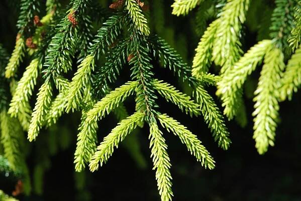 Smrk východní Aurea (Picea orientalis)