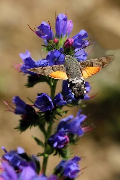 dlouhozobka svízelová (Macroglossum stellatarum)