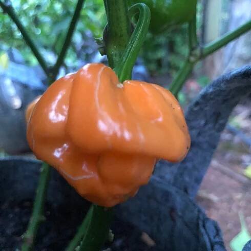 Scotch Bonnet Freeport Orange - Seeds - Bohica Pepper Hut 
