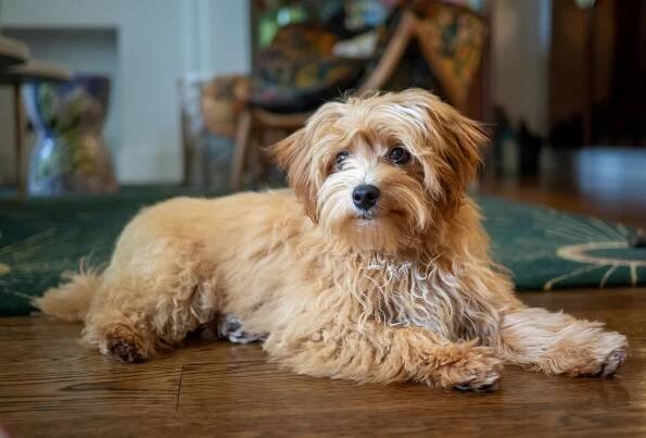List of dog crossbreeds - Wikipedia