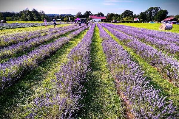 VIDEO: V podhůří Beskyd jako v Provence. Sezona v levandulovém moři vrcholí