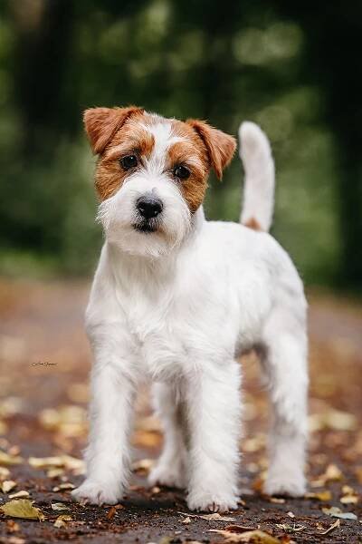 Lovely Orange Running Rony - Jack Russell teriér Bohemia Point