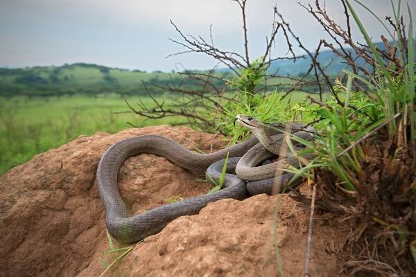 NEJJEDOVATĚJŠÍ HADI AFRIKY – JIHOAFRICKÁ REPUBLIKA | Living Zoology