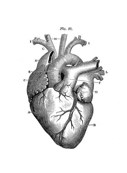 Anatomy Human Heart Free Stock Photo - Public Domain Pictures