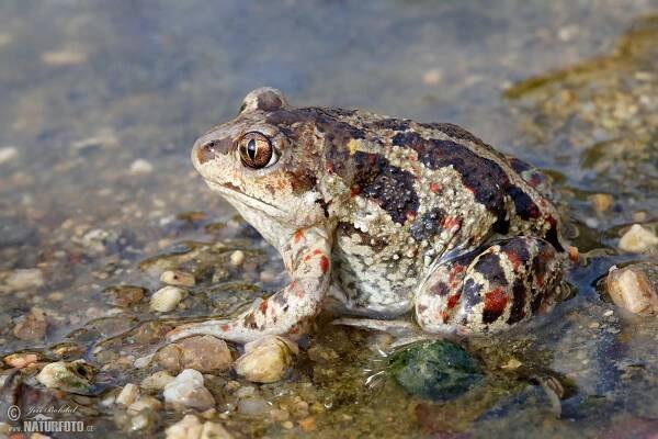 Blatnice skvrnitá | Naturfoto.cz