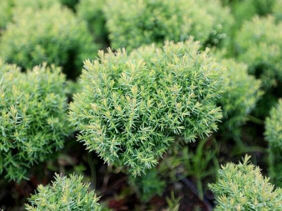 Zerav západní 'Teddy' (Thuja occidentalis) – sazenice 10 – 15 cm