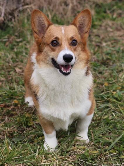 Meet Our Corgis!