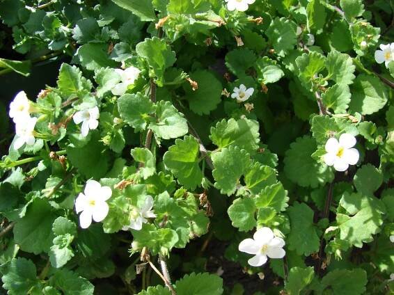 Chaenostoma (plant)