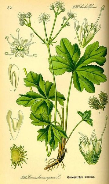 Žindava evropská – Wikipedie