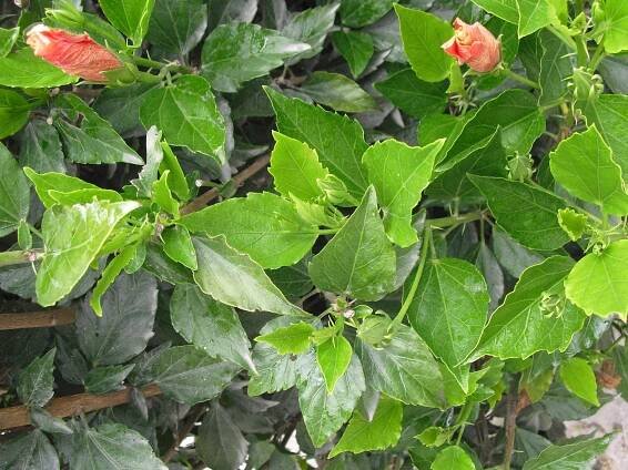 hojas de hibisco verdes y sanas
