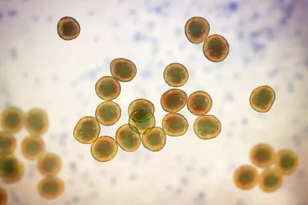 Počítačová ilustrace bakterií Staphylococcus, rodu grampozitivních bakterií známých tím, že způsobují různé infekce u lidí. — Stock obrázek