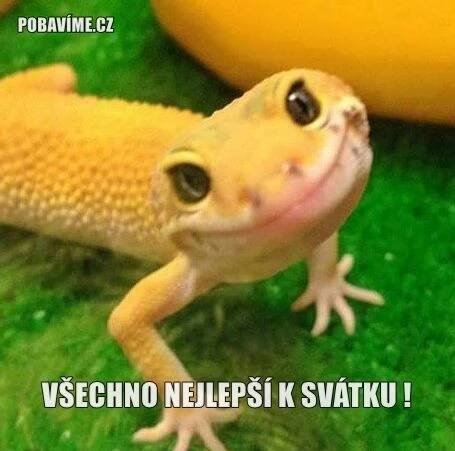 Přání k svátku (pro muže, pro ženu) | Pobavime.cz | Funny animals, Animals beautiful, Lizard