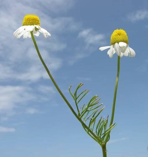 Matricaria chamomilla L. - Portale della Flora d'Italia / Portal to the Flora of Italy