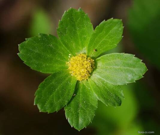Hvězdnatec zubatý (Hacquetia epipactis)