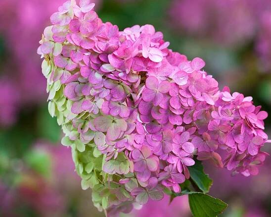 H. paniculata Vanille Frais