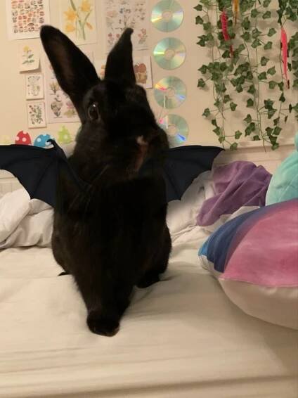 Bunny ‼️‼️ | Pet bunny, Cute bunny pictures, Cute little animals