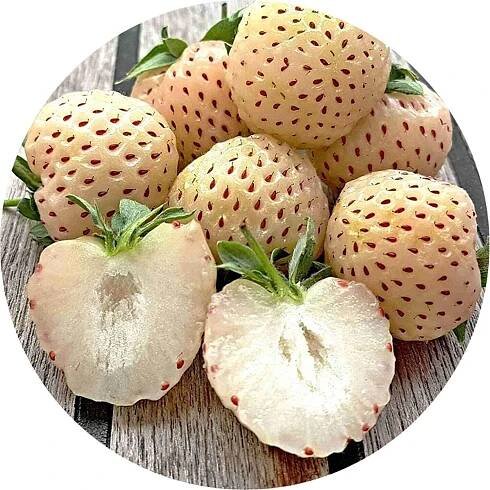 50 semen bílá jahoda/ananassa/Fragaria x ananassa/Ananas jahoda/Ananas jahoda
