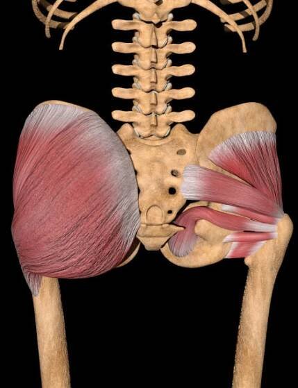 3d ilustrace hlubokých gluteálních svalů na skeletu - kyčelním kostem - stock snímky, obrázky a fotky