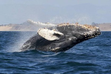 Mrtvá velryba v New Jersey měla mezi četnými zraněními zlomeninu lebky, zjistili odborníci