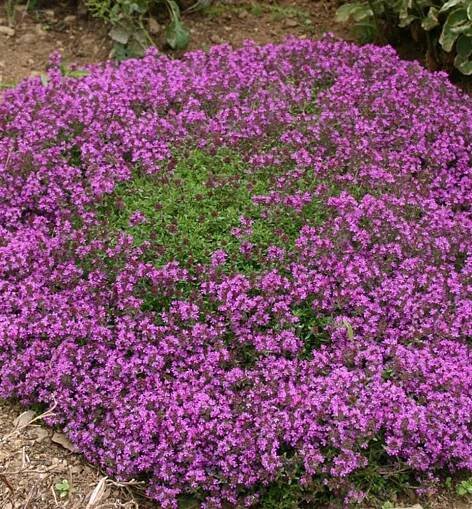 Materina dúška, Thymus praecox Coccineus | Lumigreen.sk