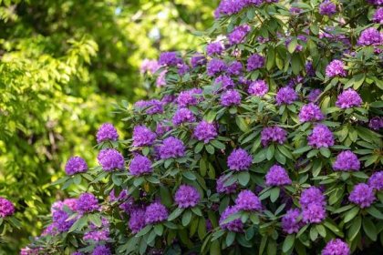 9 Flowering Evergreen Shrubs for Lovely, Long-Lasting Blooms