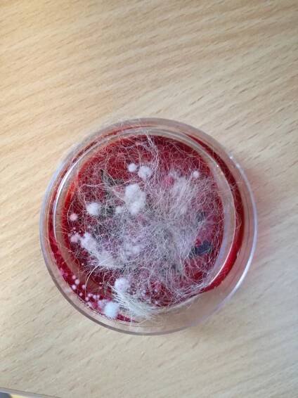 DTM agar