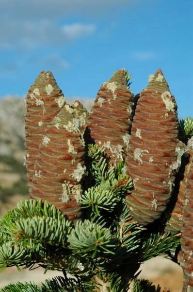 Abies cilicica