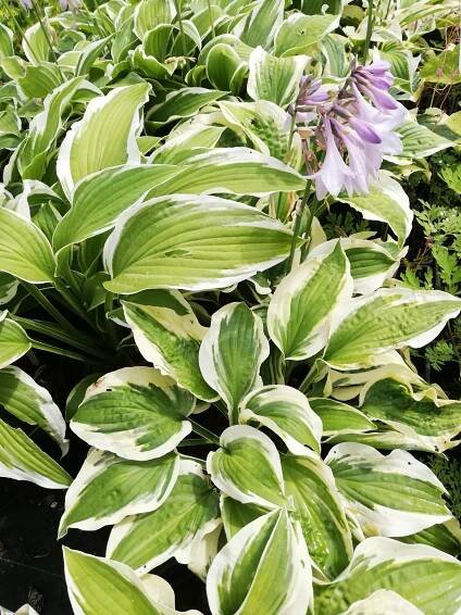 Bohyška, hosta (Wide Brime)