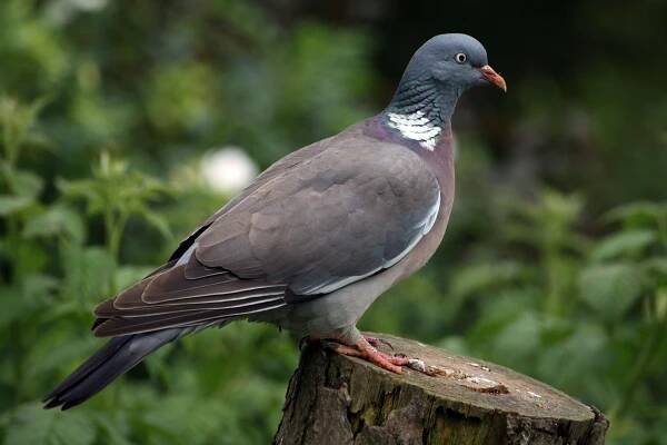 james barker wood pigeon