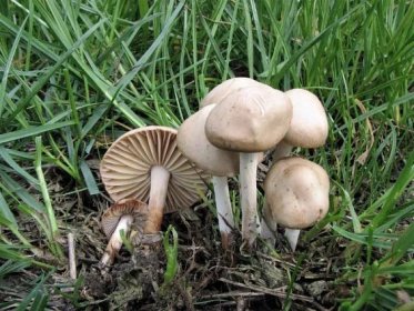 Lesy vydávají houbové poklady: Znalci chodí na špičky, radí mykolog a přidává recept na polévku