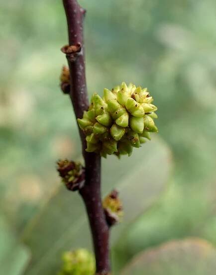 Soubor:Myrica gale kz2.jpg
