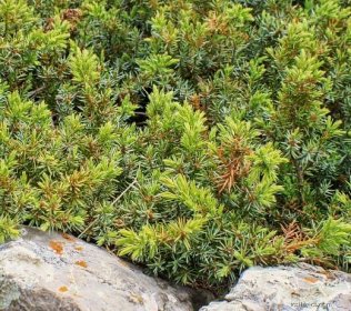Jalovec obecný nízký (Juniperus communis subsp alpina)