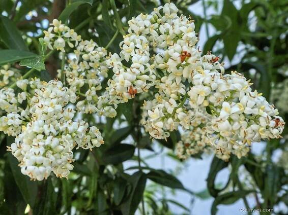Ptačí zob obecný - Ligustrum vulgare