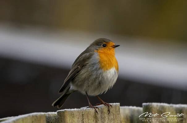 Red_Robin – Natuurfotografie | MTSMIT | Fine Art Nature Photography